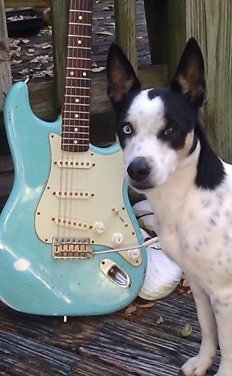 fender_lille.jpg