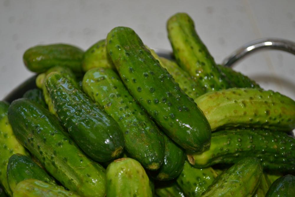 dill3.jpg
