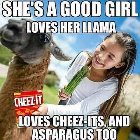 llama.jpg
