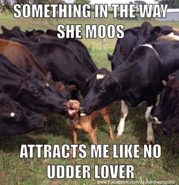 moos2.jpg