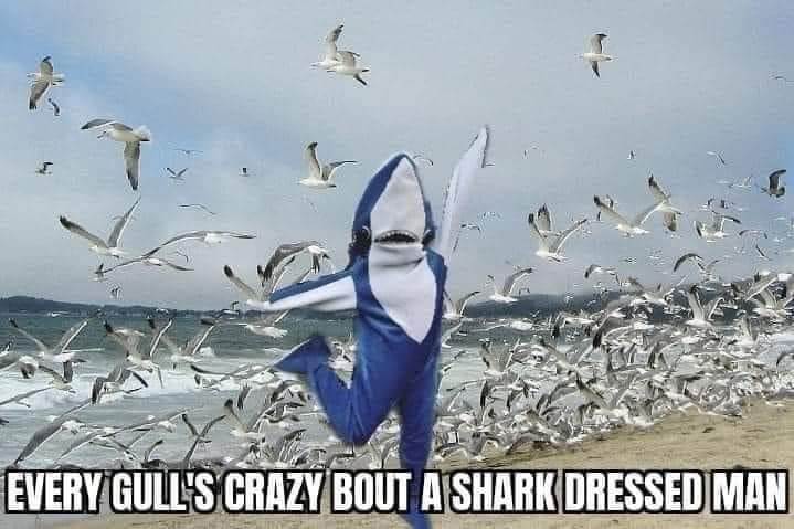 shark3.jpg
