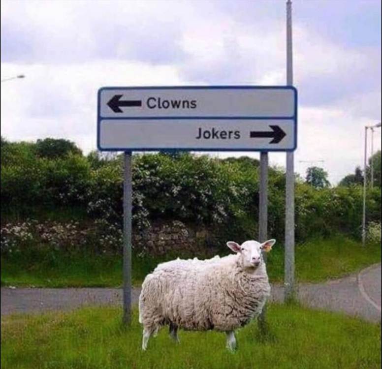 ewe.jpg
