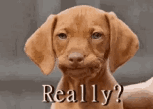 image.gif